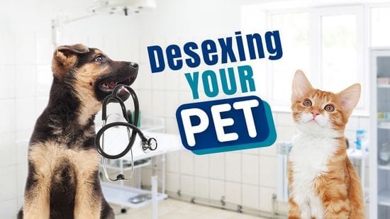 What You Need To Know About Desexing Your Pet